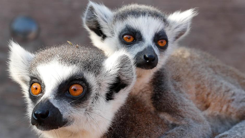 2018-07-19T200329Z_1759208614_RC1514311290_RTRMADP_3_BELGIUM-ANIMALS