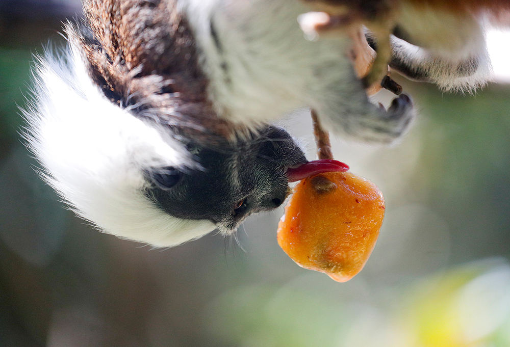 2018-08-02T122904Z_856661028_RC1CE46C19C0_RTRMADP_3_ITALY-WEATHER