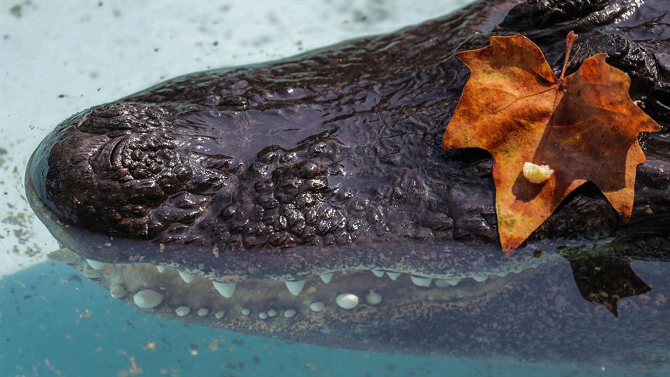 REUTERS/Marko Djurica