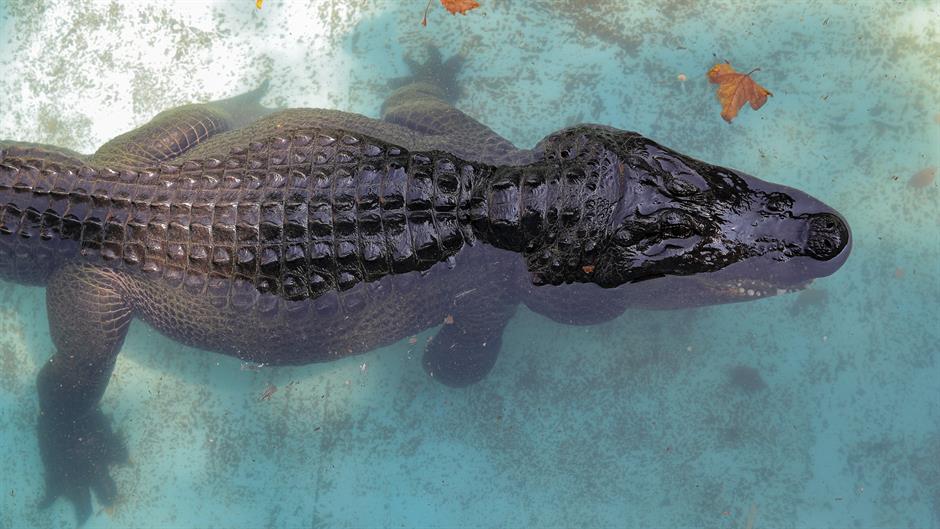 2018-08-14T111325Z_1906133194_RC11837D2090_RTRMADP_3_SERBIA-ALLIGATOR