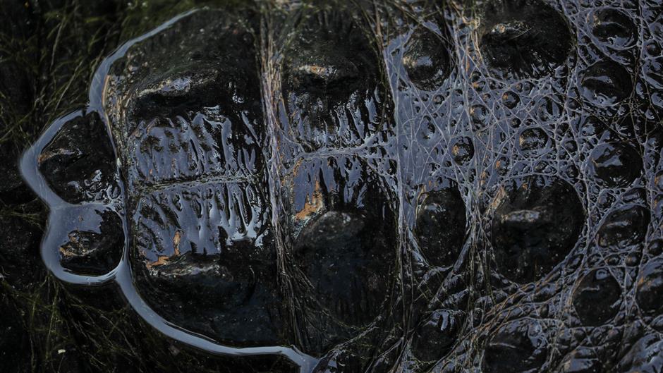 REUTERS/Marko Djurica