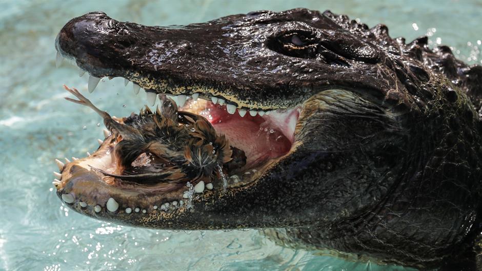 2018-08-14T111927Z_1485328317_RC117098F750_RTRMADP_3_SERBIA-ALLIGATOR