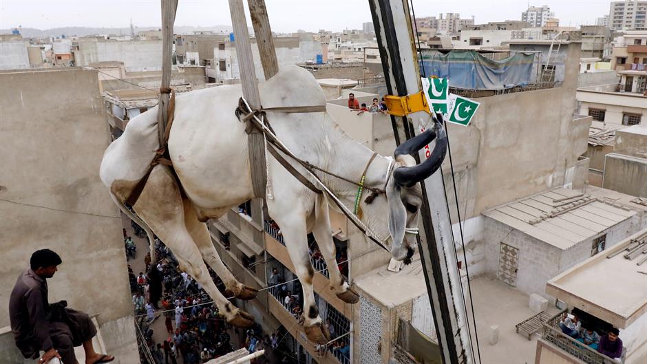 2018-08-16T100241Z_1797489496_RC1190DC37B0_RTRMADP_3_RELIGION-EID-PAKISTAN-CATTLE-CRANE