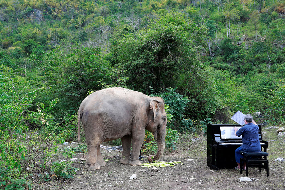 2018-12-09T085831Z_806719494_RC18BDDE7250_RTRMADP_3_THAILAND-ELEPHANT-MUSIC