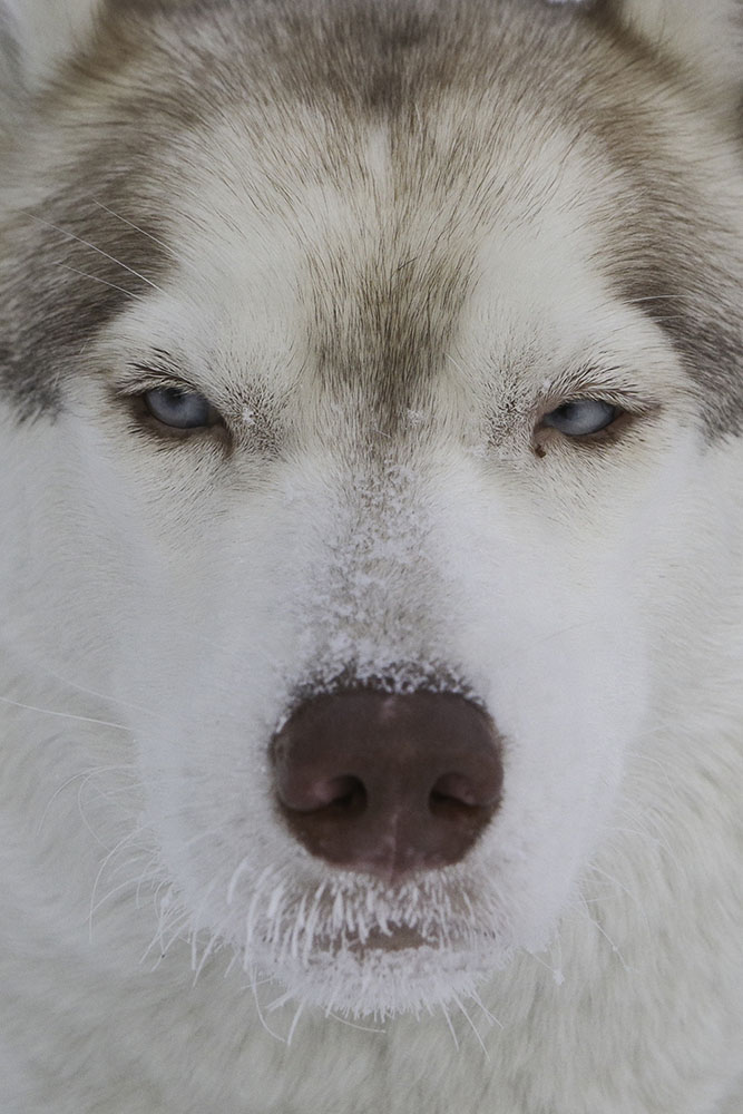 ANADOLIJA/Rostislav Netisov