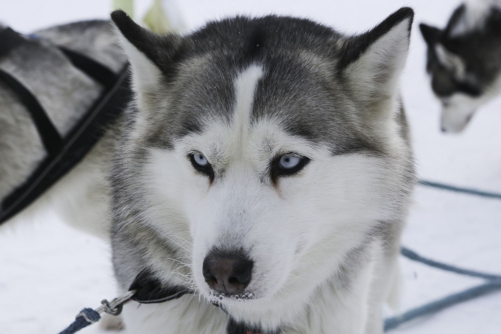ANADOLIJA/Rostislav Netisov