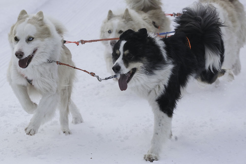 ANADOLIJA/Rostislav Netisov