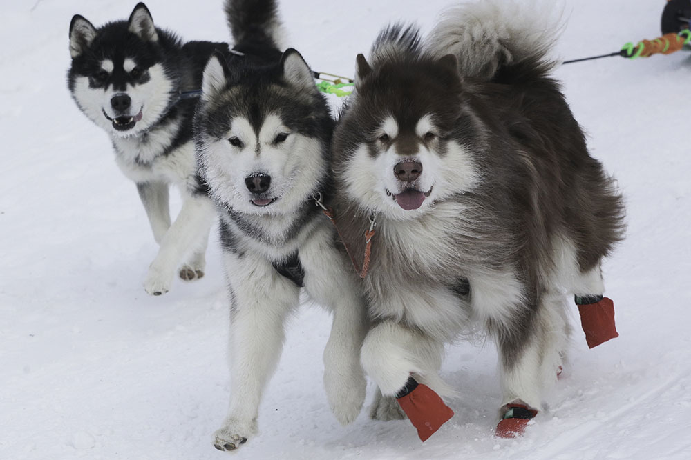 ANADOLIJA/Rostislav Netisov