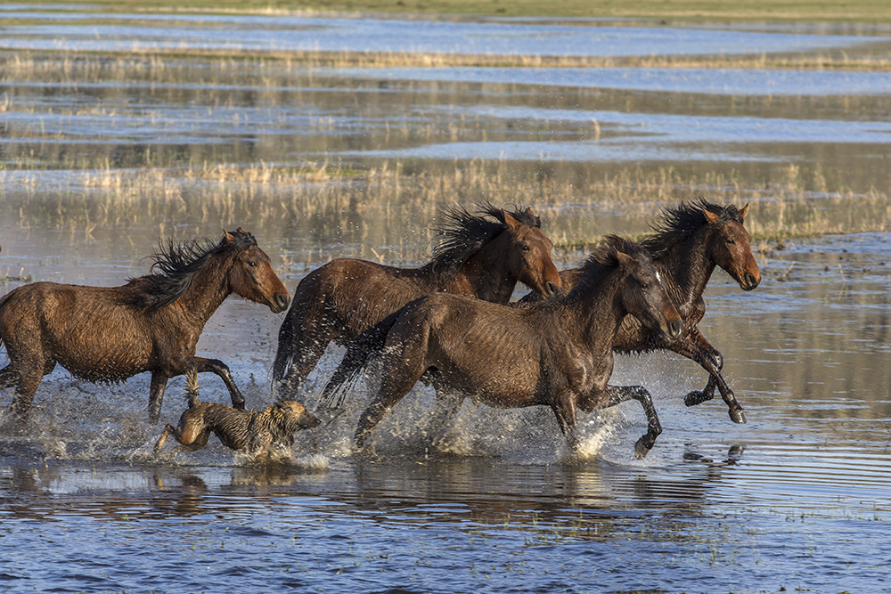ANADOLIJA/Sercan Küçükşahin