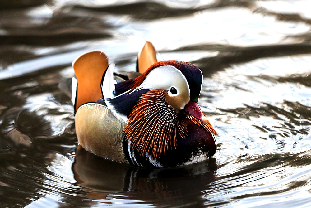 20181115_2_33430647_39032258