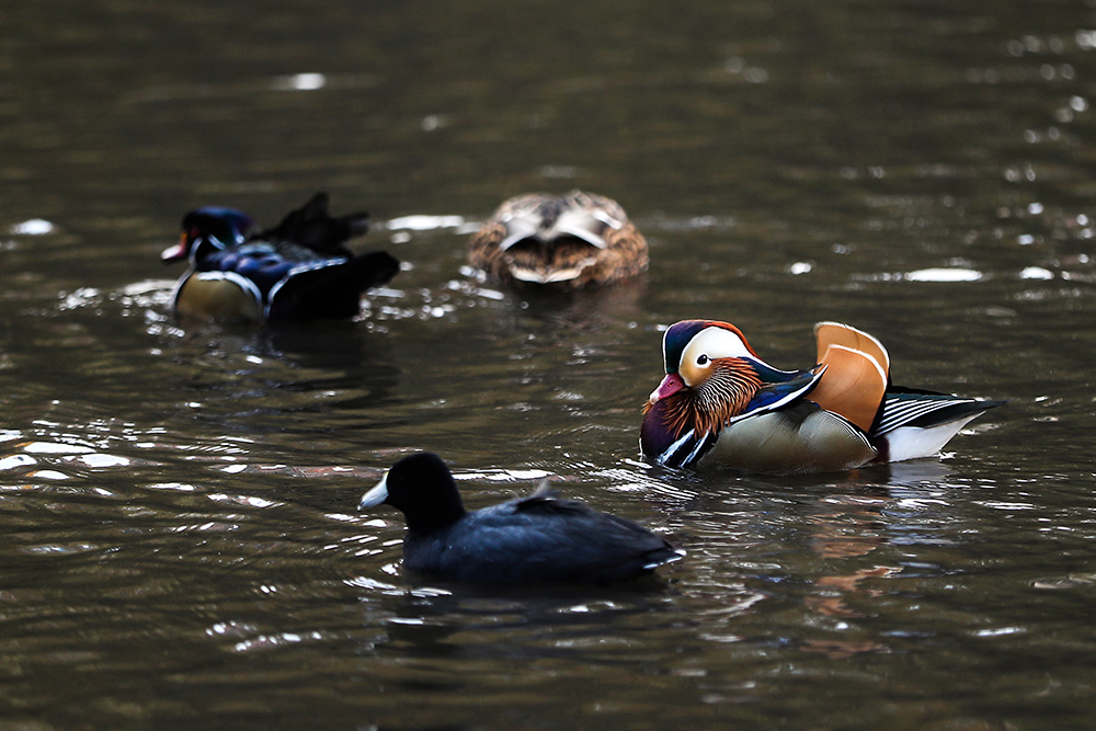 ANADOLIJA/Atılgan Özdil