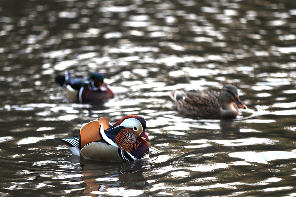 ANADOLIJA/Atılgan Özdil