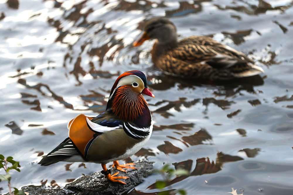 ANADOLIJA/Atılgan Özdil