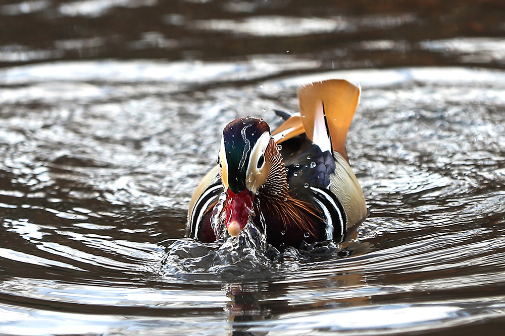 ANADOLIJA/Atılgan Özdil