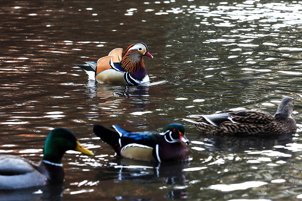ANADOLIJA/Atılgan Özdil