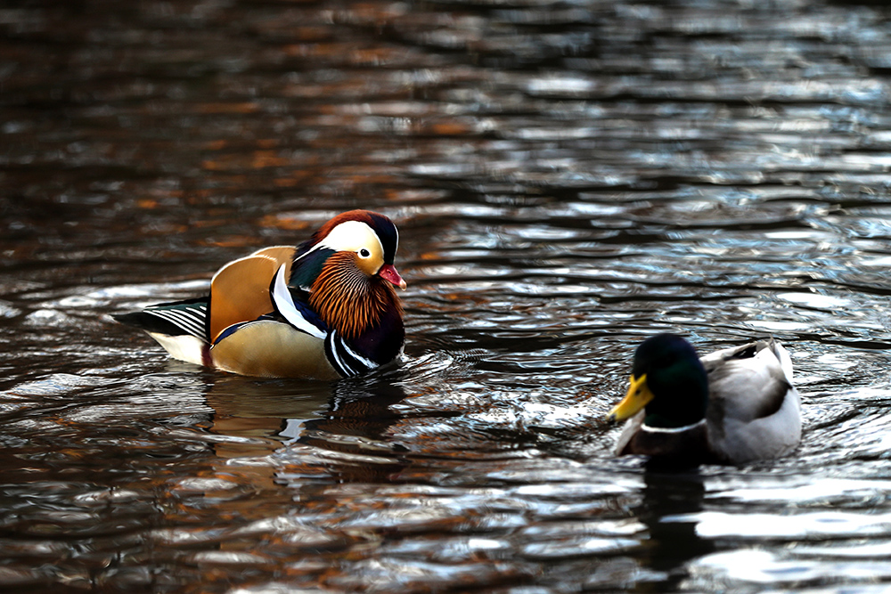 20181115_2_33430647_39032277