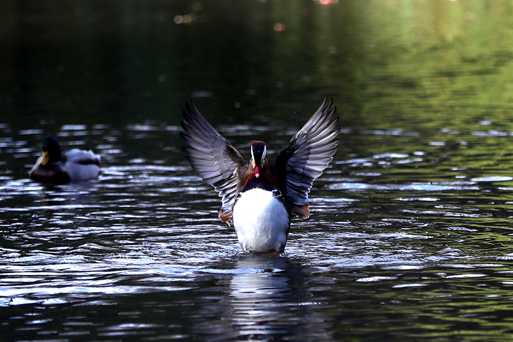 ANADOLIJA/Atılgan Özdil
