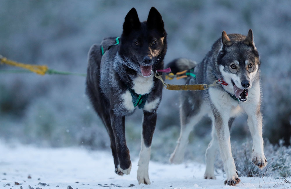 2019-01-23T141607Z_334774364_RC159D93D670_RTRMADP_3_BRITAIN-HUSKIES
