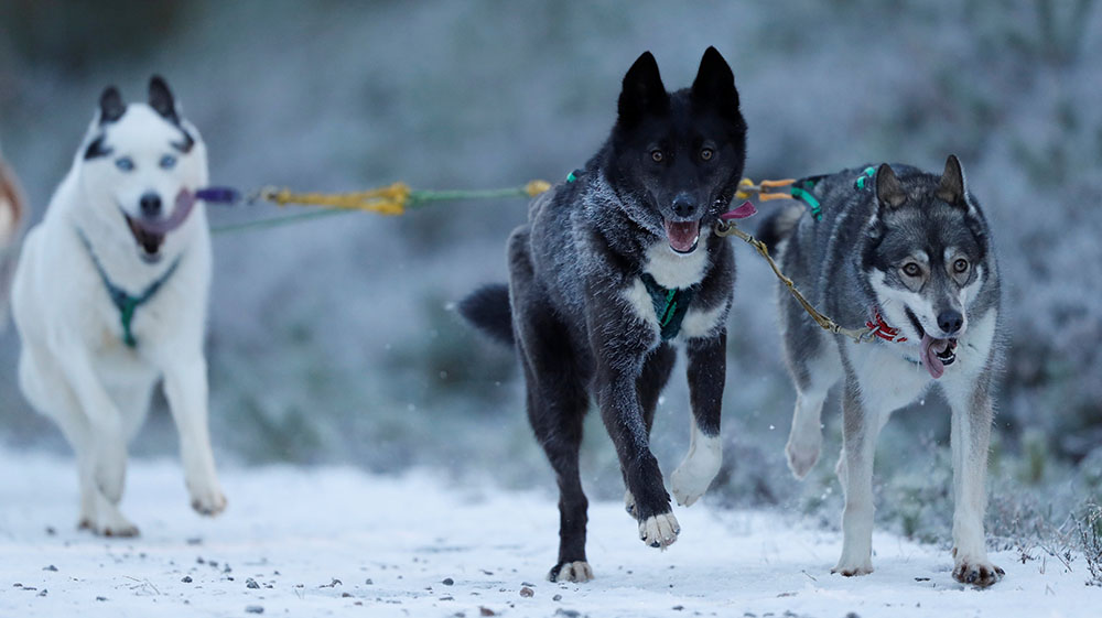 REUTERS/Russell Cheyne