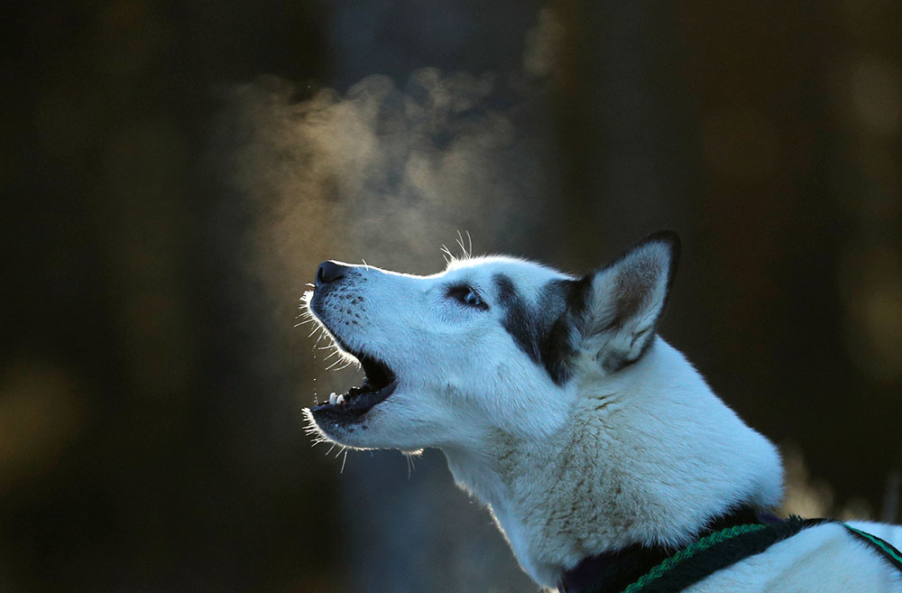 2019-01-23T142144Z_1959603555_RC1F6059E780_RTRMADP_3_BRITAIN-HUSKIES