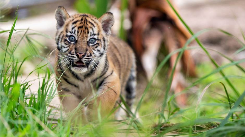 2019-03-29T025006Z_1907730726_RC1D570045C0_RTRMADP_3_AUSTRALIA-TIGERCUBS