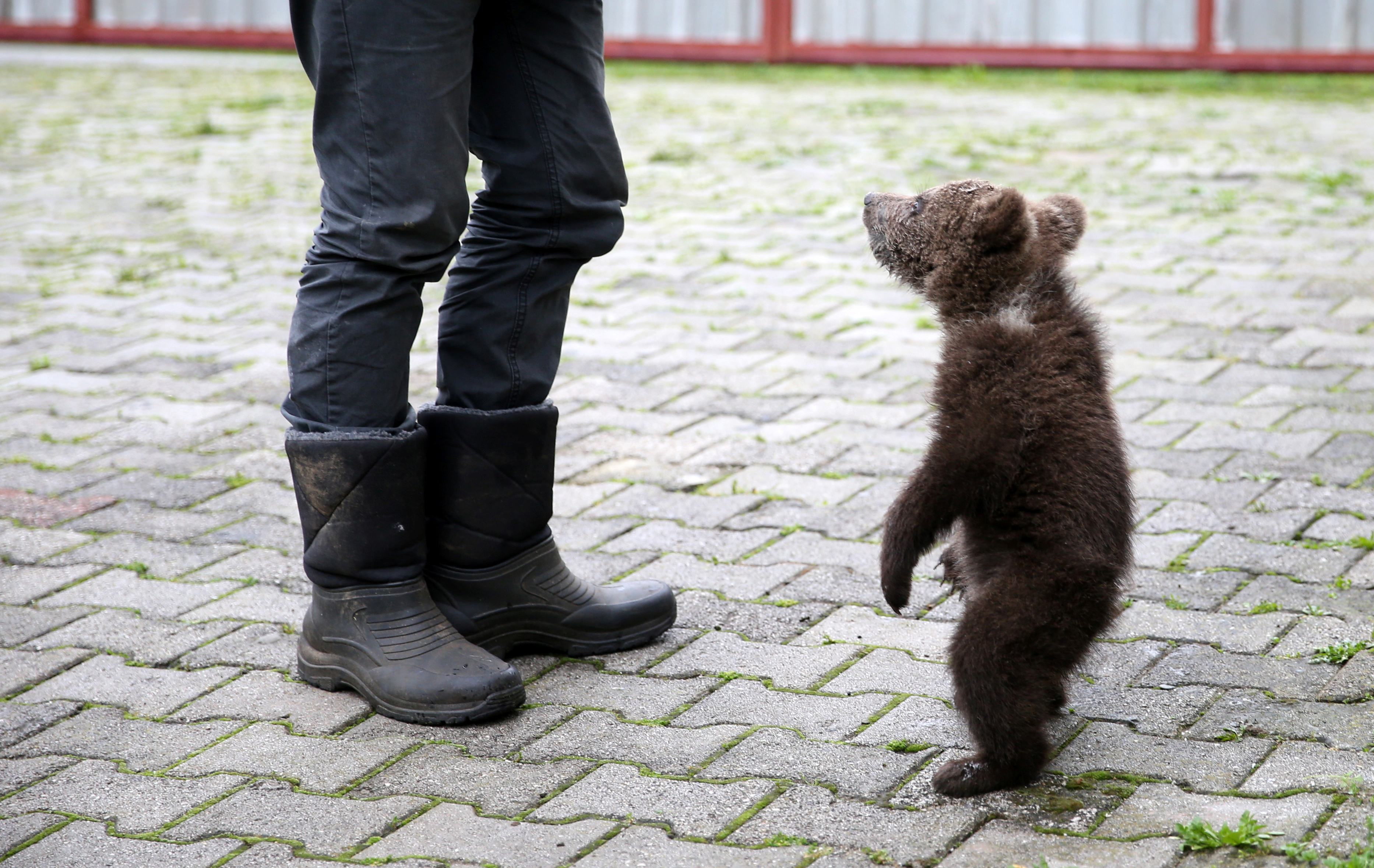 2019-05-17T100234Z_1520274489_RC1CD8754760_RTRMADP_3_BOSNIA-BEAR