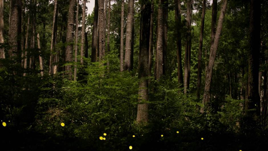 2019-05-24T102543Z_535088574_RC1C78DF5220_RTRMADP_3_USA-MEMORIAL-DAY-FIREFLIES