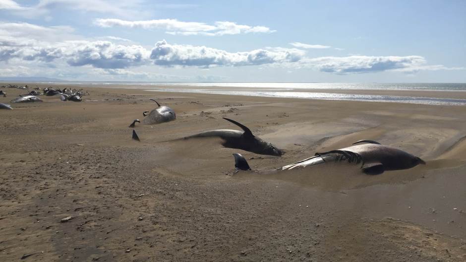 2019-07-21T000000Z_685176942_RC1FE859D000_RTRMADP_3_ICELAND-WHALES