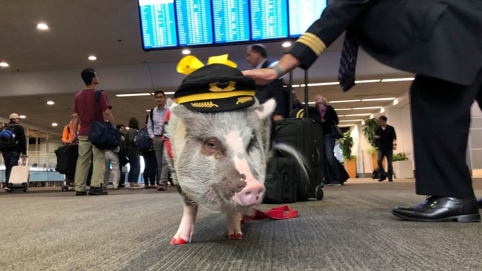 2019-11-11T152350Z_2013127176_RC239D9DV1IO_RTRMADP_3_CALIFORNIA-THERAPY-PIG