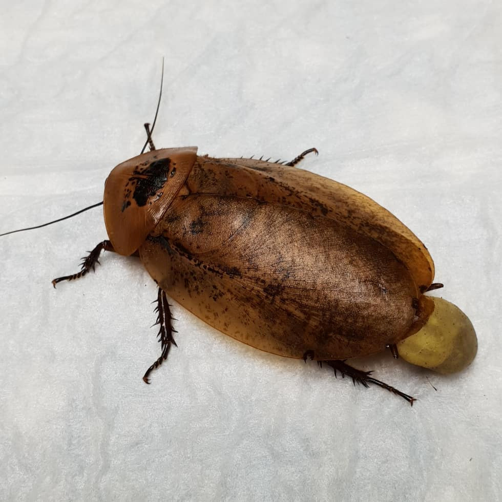 REUTERS/INSTAGRAM/@LIMPOPOVET