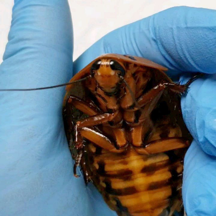 2019-12-24T153239Z_1023085404_RC2R1E9KJPYU_RTRMADP_3_RUSSIA-ODDLY-COCKROACH