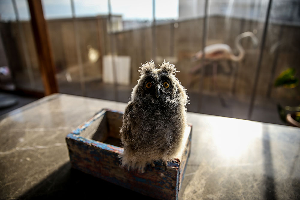 20190115_2_34423218_40745594