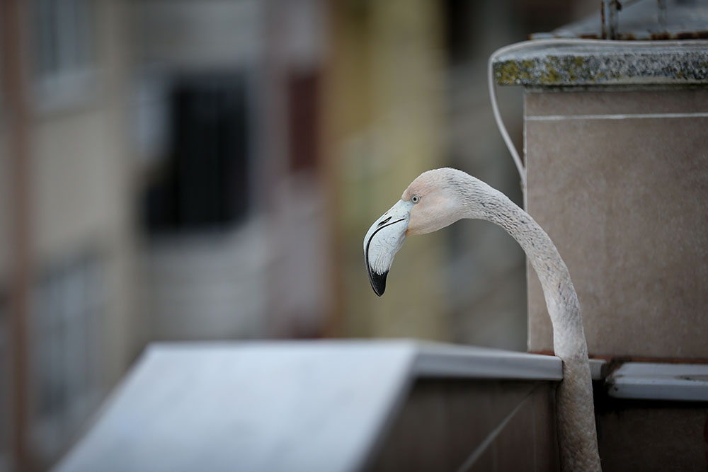 ANADOLIJA/Sergen Sezgin