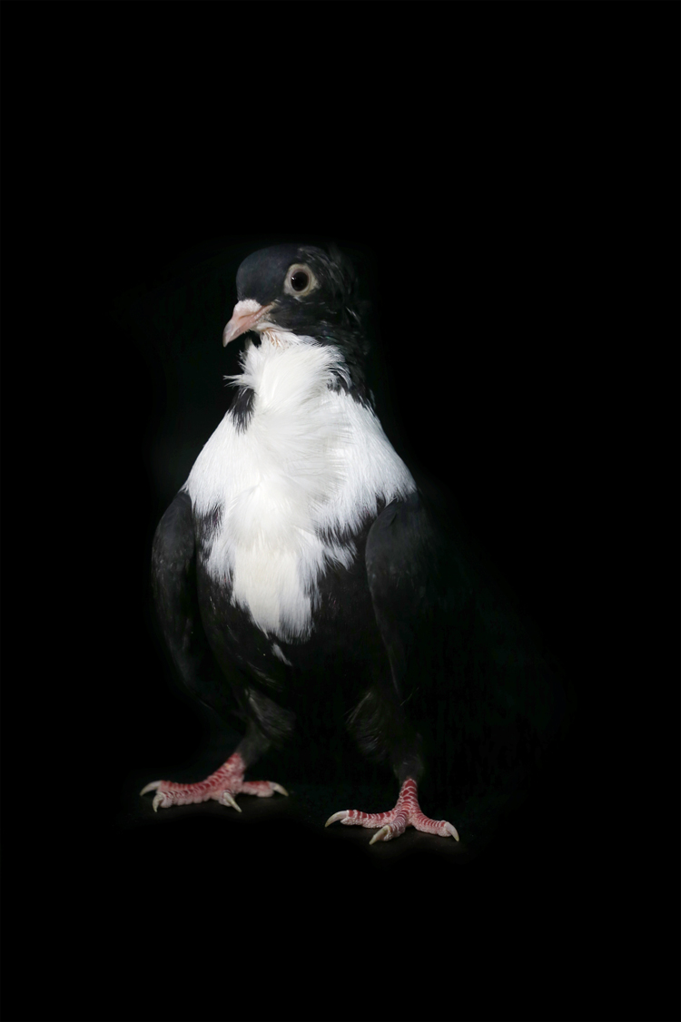 Anadolija/Ömer Yasin Ergin