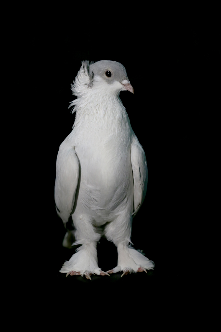 Anadolija/Ömer Yasin Ergin