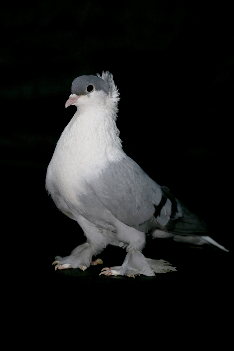 Anadolija/Ömer Yasin Ergin