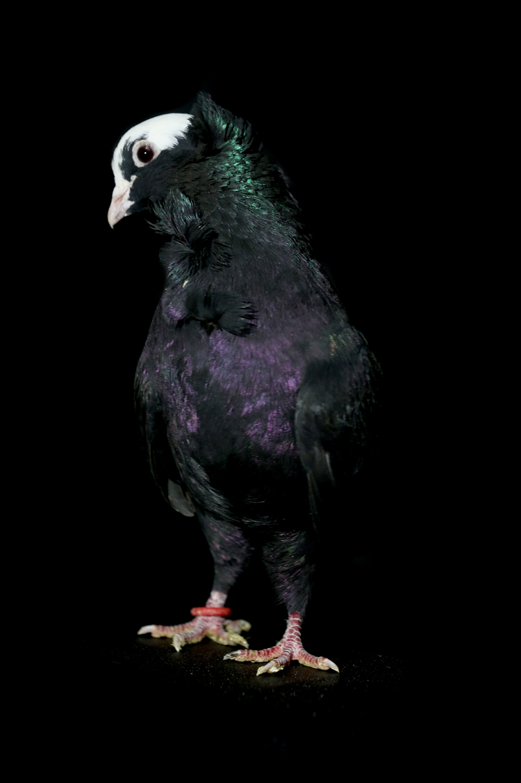 Anadolija/Ömer Yasin Ergin