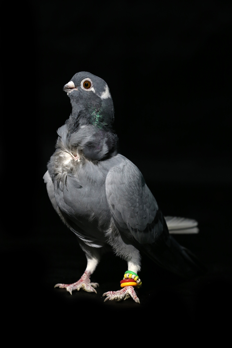 Anadolija/Ömer Yasin Ergin