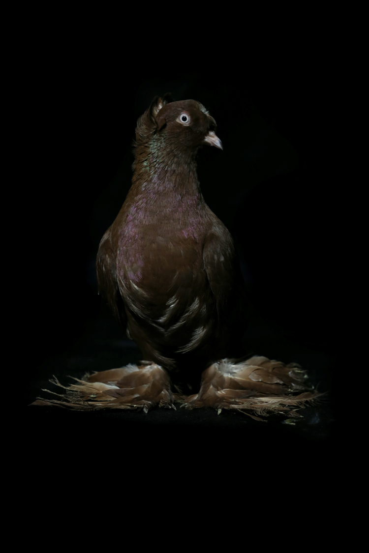 Anadolija/Ömer Yasin Ergin