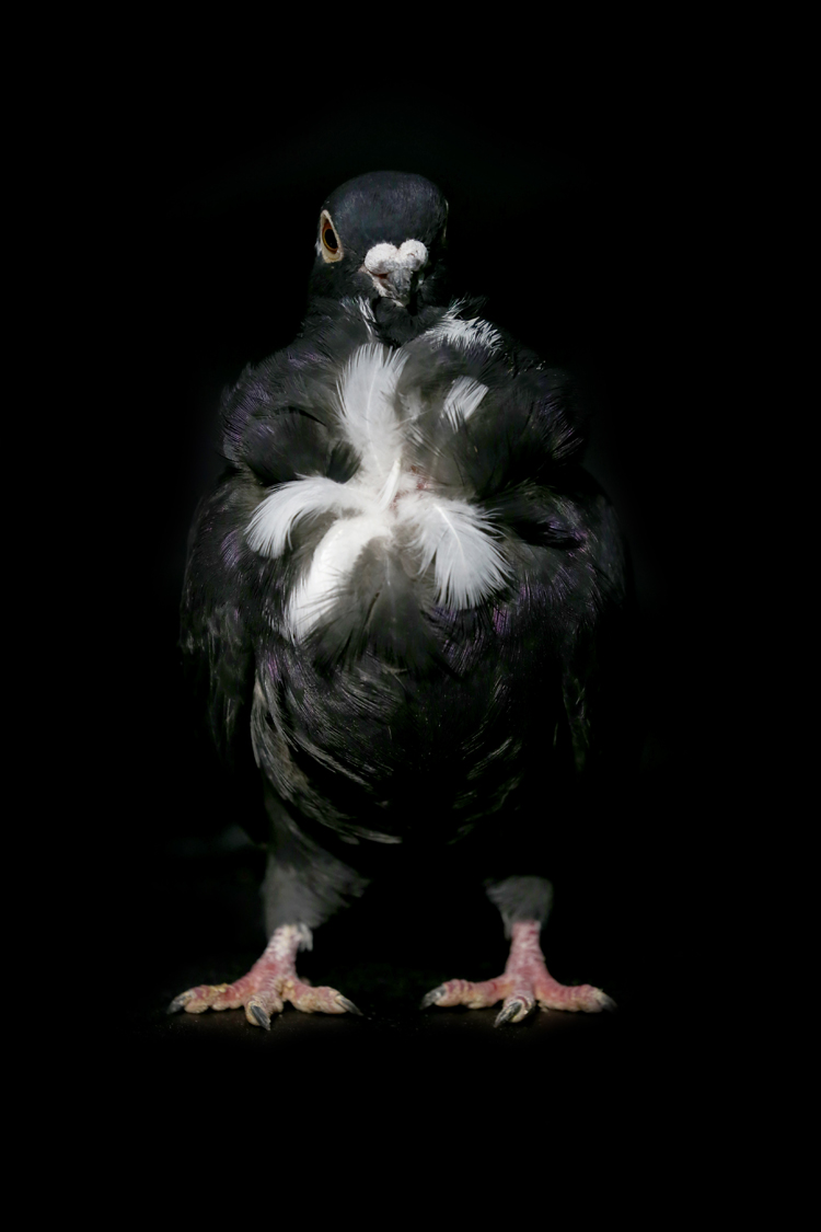 Anadolija/Ömer Yasin Ergin