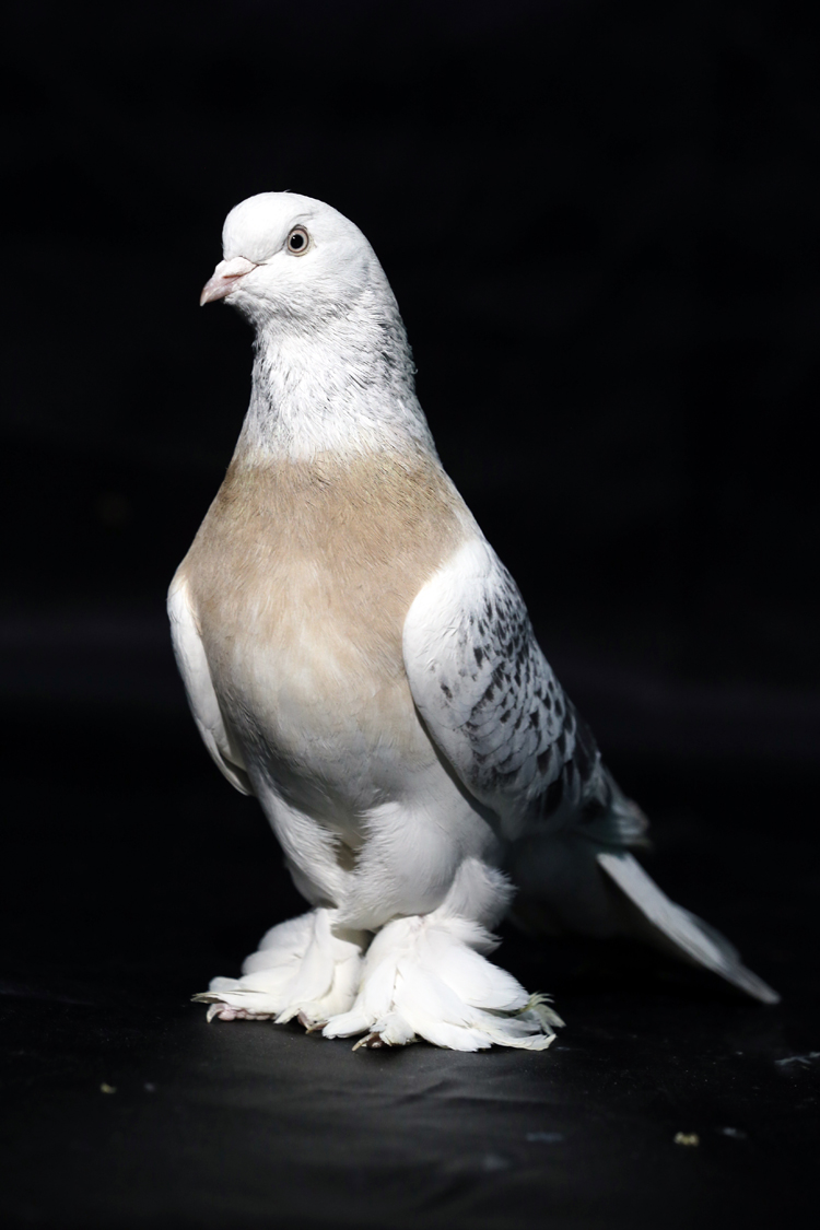 Anadolija/Ömer Yasin Ergin