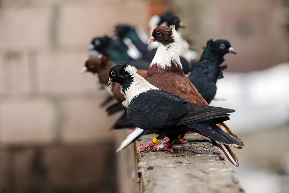 Anadolija/Ömer Yasin Ergin