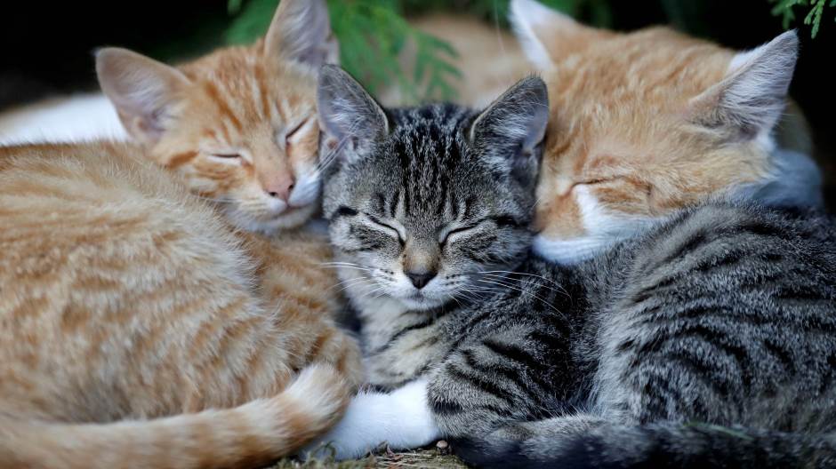 2020-07-27T134349Z_662760821_RC2P1I940B4L_RTRMADP_3_HEALTH-CORONAVIRUS-BRITAIN-CAT