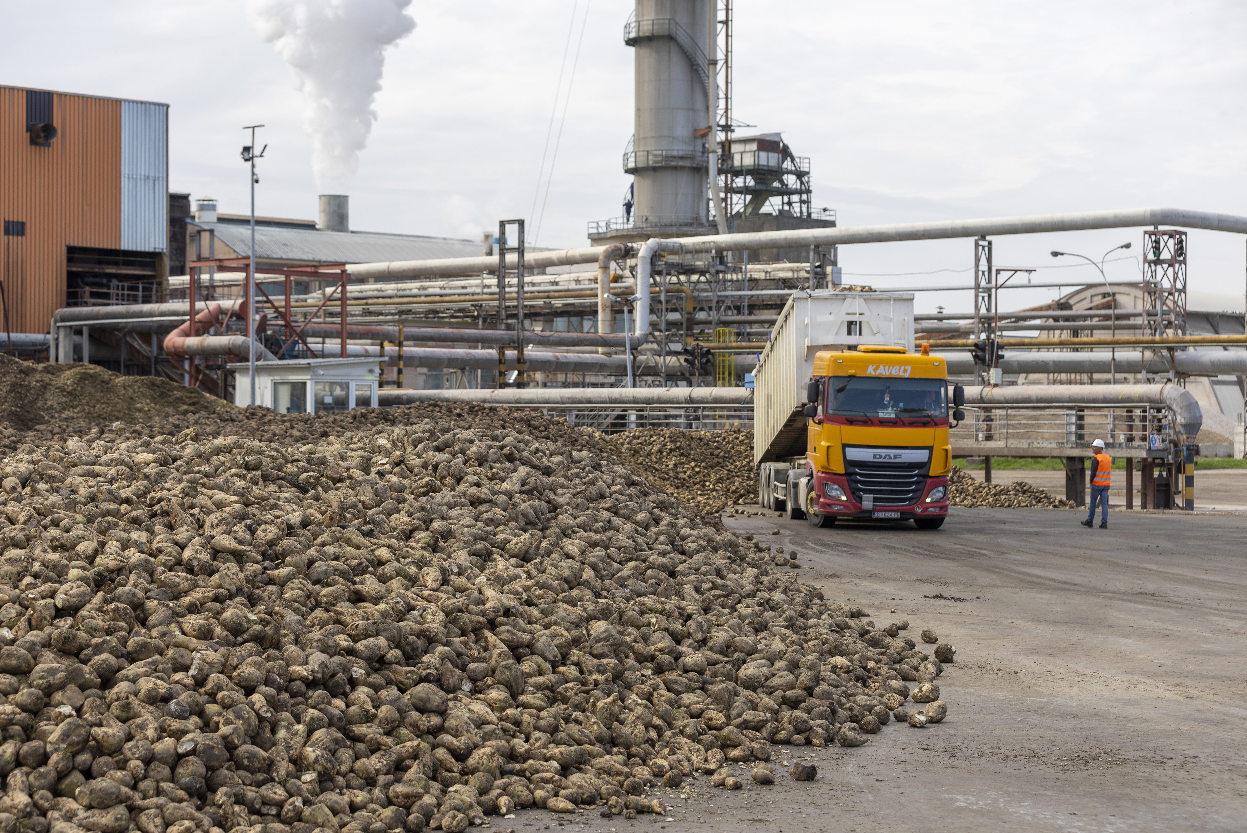 18.10.2024., Zupanja - Potpredsjednik Vlade i ministar poljoprivrede, sumarstva i ribarstva Josip Dabro prisustvovao na obilježavanju 78. kampanje prerade secerne repe u pogonu HIS-a u Zupanji. Photo: Davor Javorovic/PIXSELL