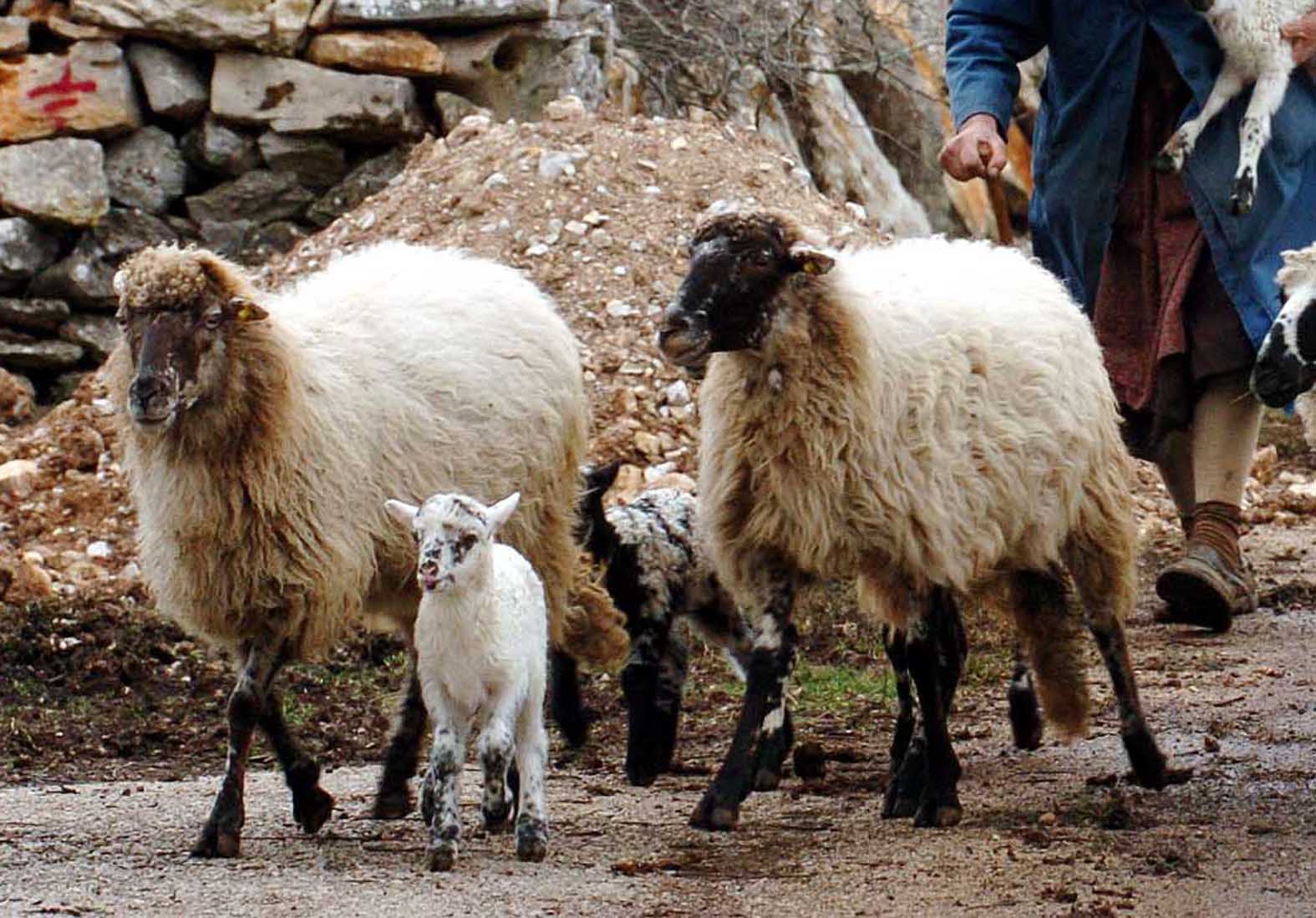 06.04.2009., Sibenik - Ovce, ilustracija. rPhoto: Hrvoje Jelavic/Vecernji list