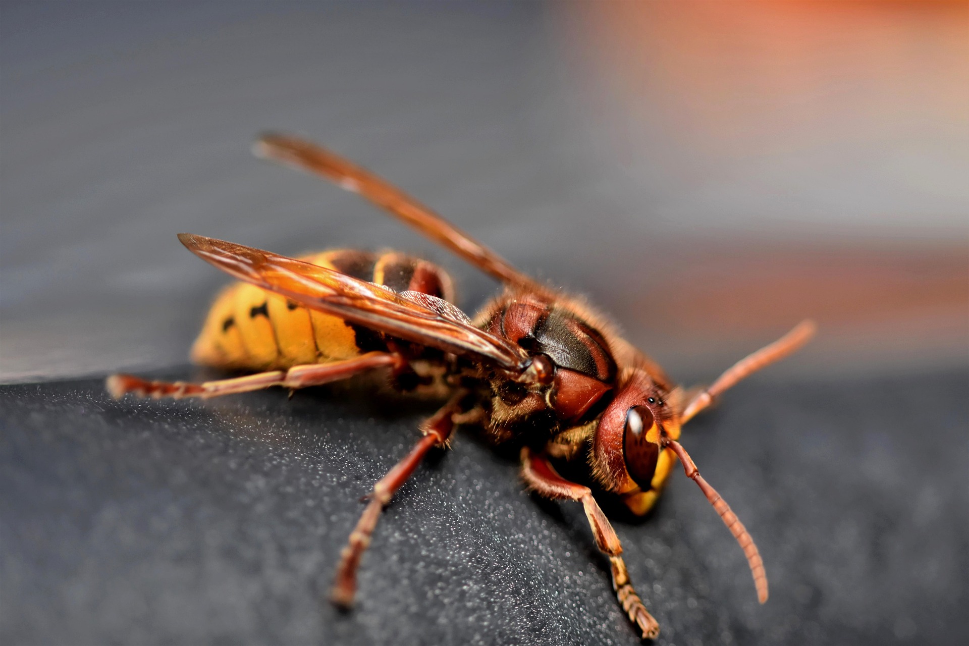 Orijentalni stršljen