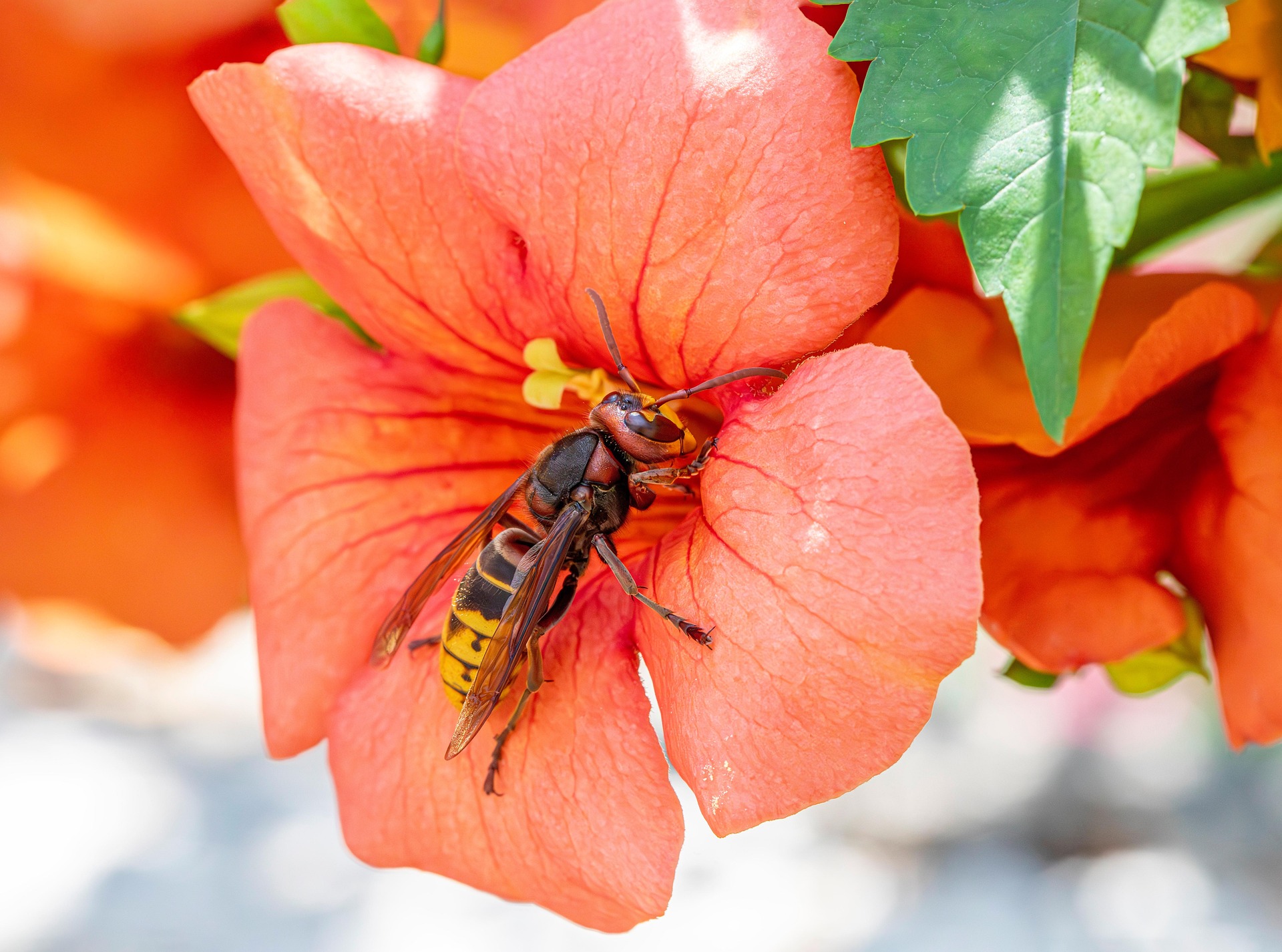 Orijentalni stršljen