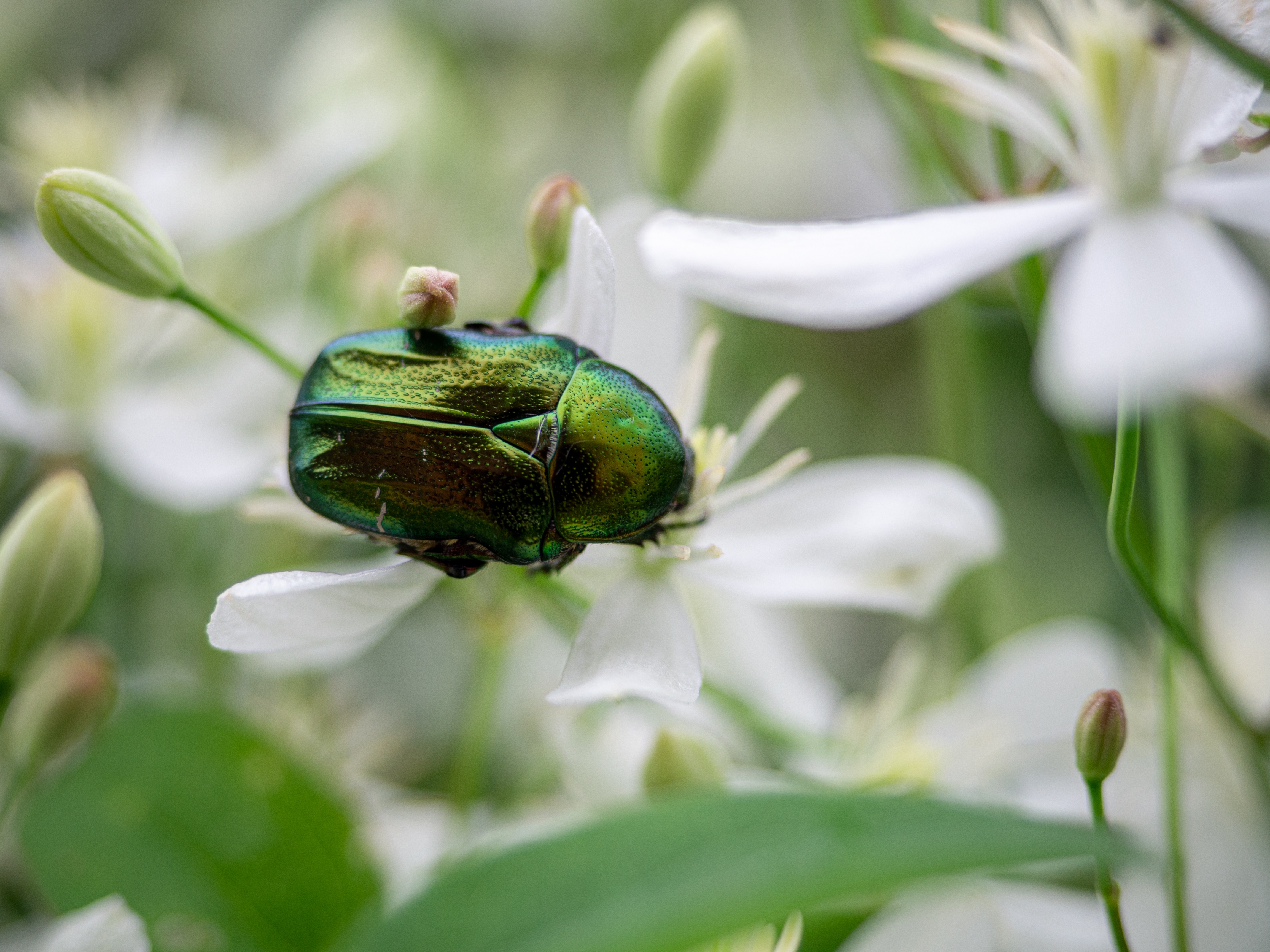 A closeup shot of a leaf beetle