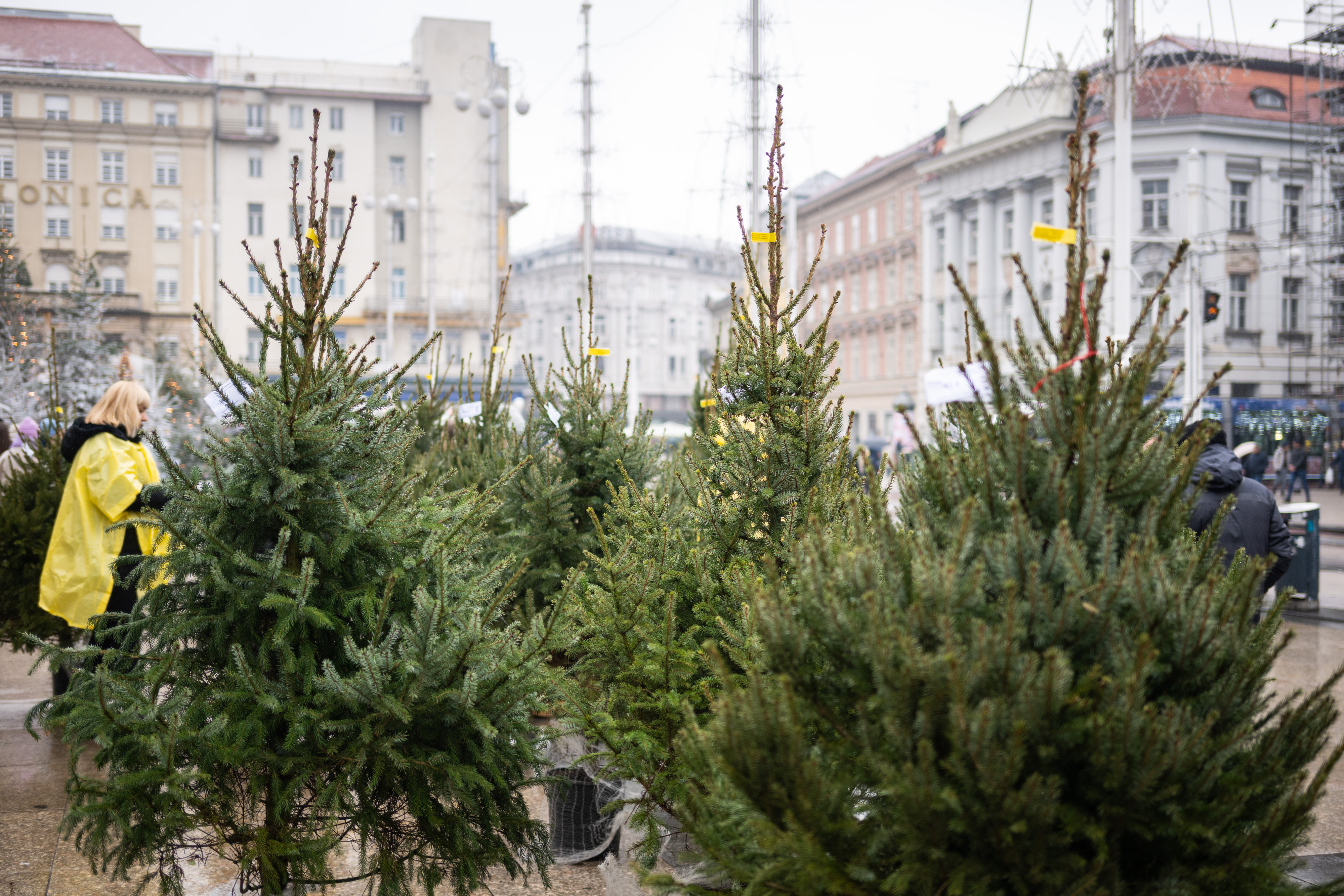 14.12.2024., Zagreb - Humanitarna prodaja bozicnih drvaca u tegli na Trgu bana Josipa Jelacica. Photo: Neva Zganec/PIXSELL