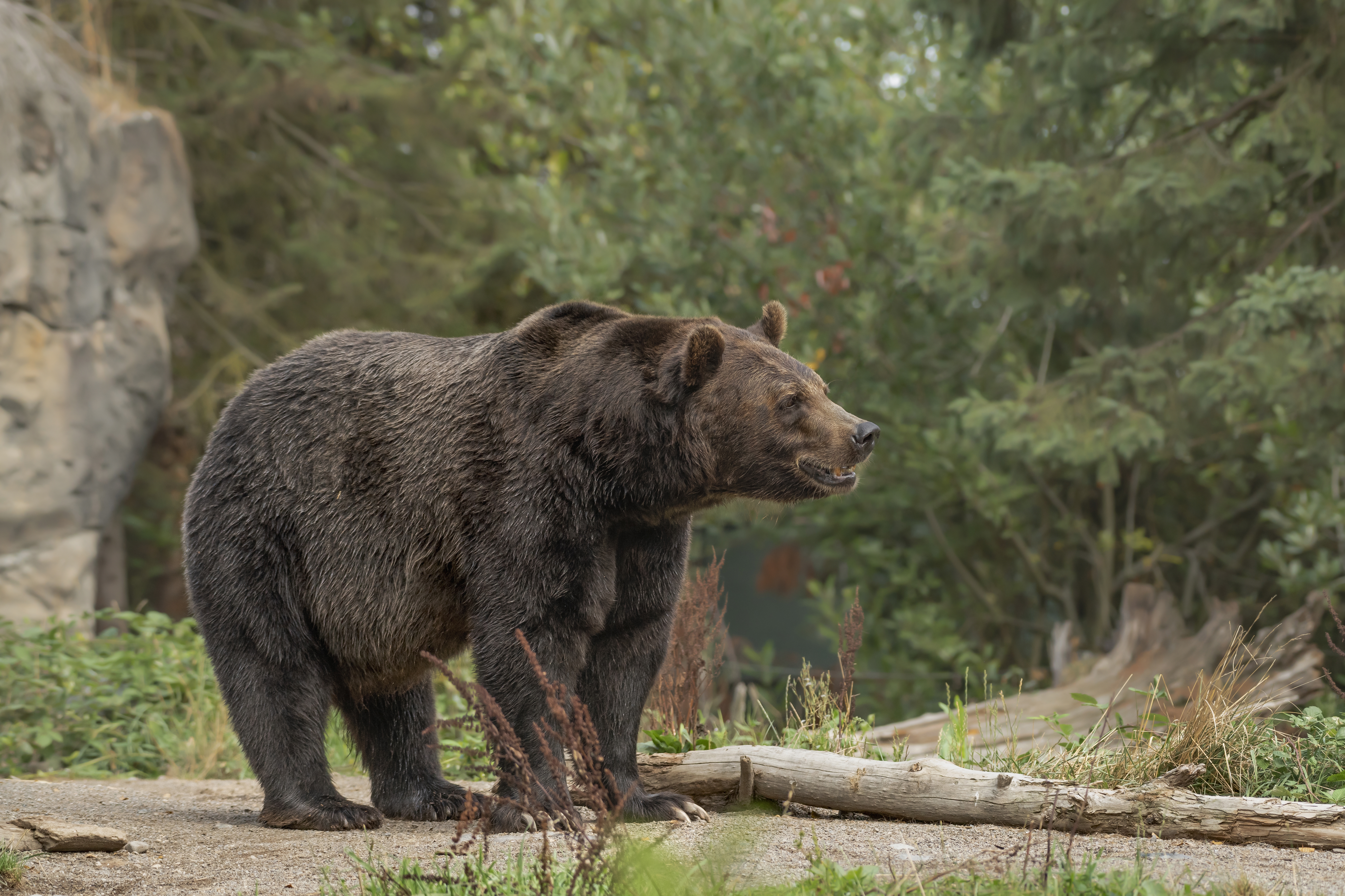 A closeup shot of a grizzly bear smiling with a blurred forest in the background